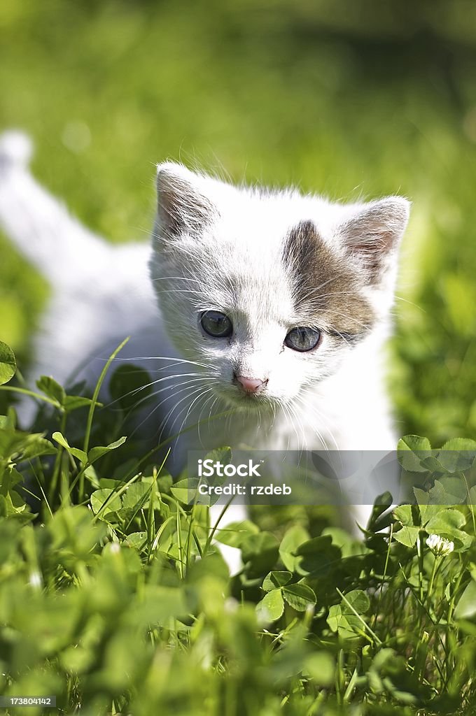 Kleine Weiße Katze im Gras - Lizenzfrei Besorgt Stock-Foto