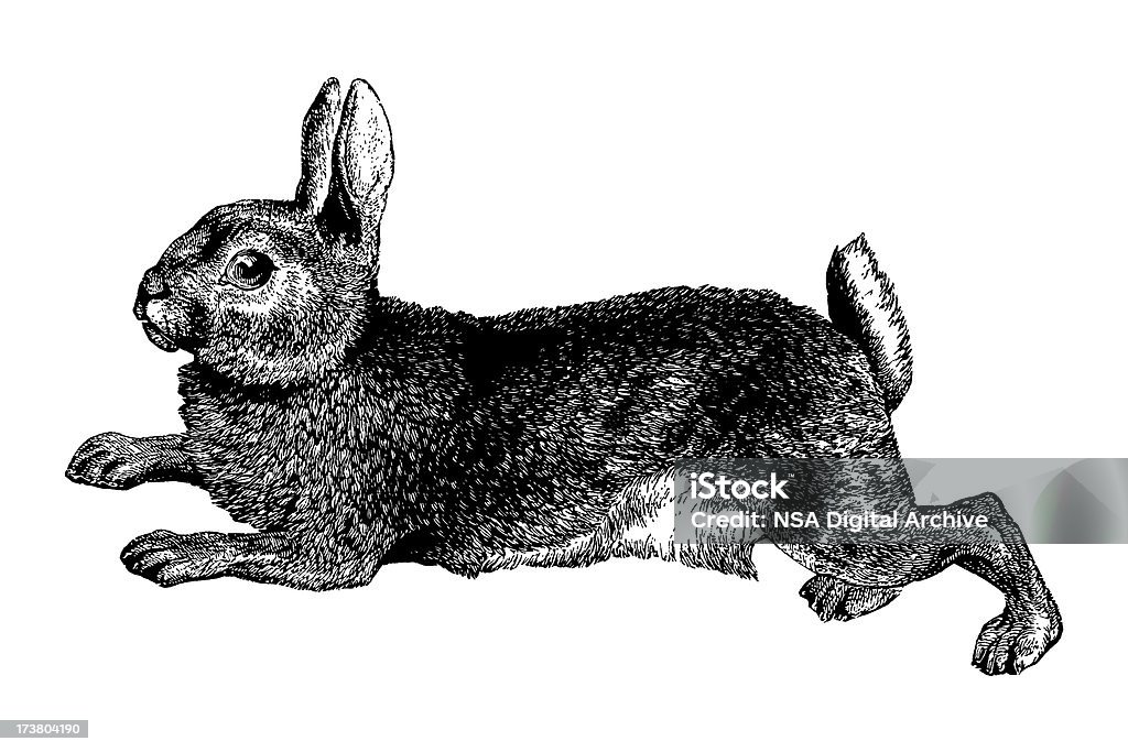 Kaninchen - Lizenzfrei Hase - Wildfleisch Stock-Illustration