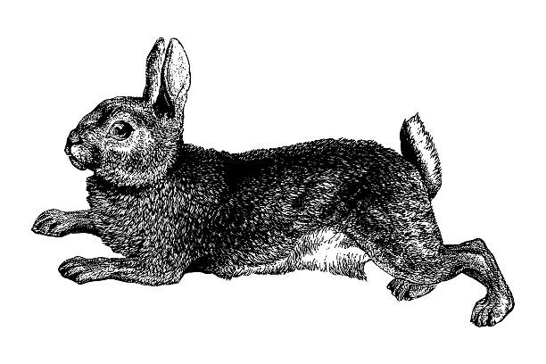 stockillustraties, clipart, cartoons en iconen met rabbit - konijn