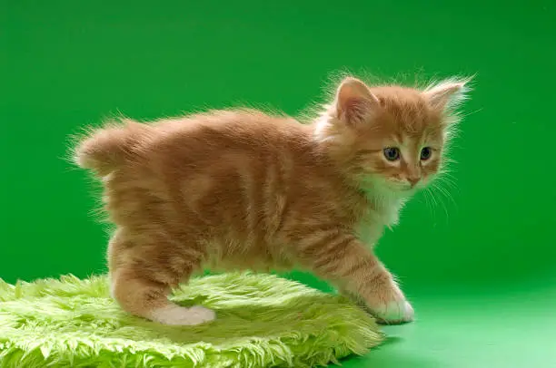 kurilian bobtail kitten studio shooting on monochrome plastic background