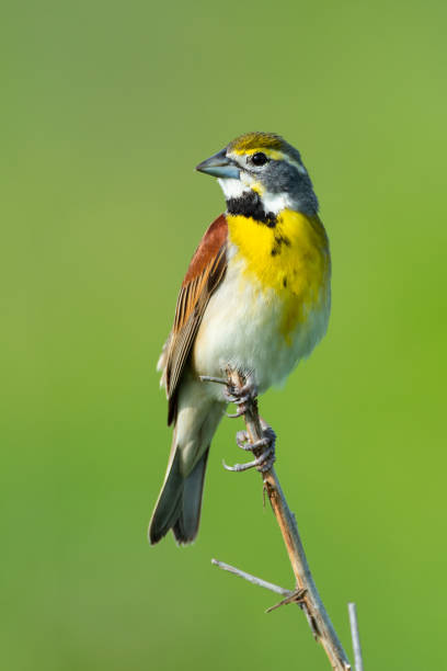 istock Dickcissel, Presson-Oglesby Prairie, Arkansas 1738043448