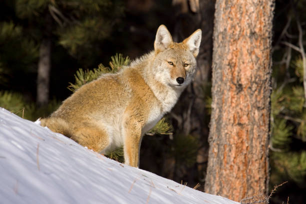 istock Coyote in snow, Colorado 173804347