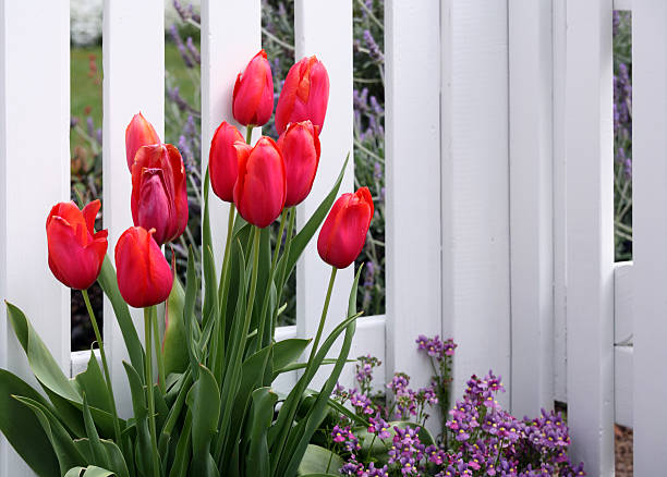 istock Red tulips against white picket fence 173804425