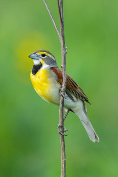 istock Dickcissel, Presson-Oglesby Prairie, Arkansas 1738044980