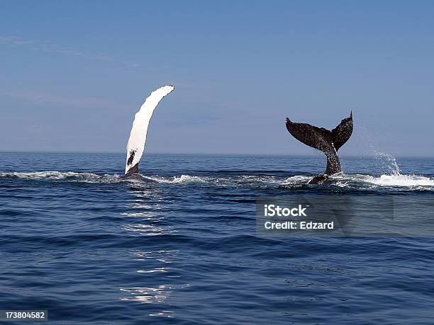 Dos Juegos De Gales Foto de stock y más banco de imágenes de Ballena jorobada - Ballena jorobada, Ballena, Canadá