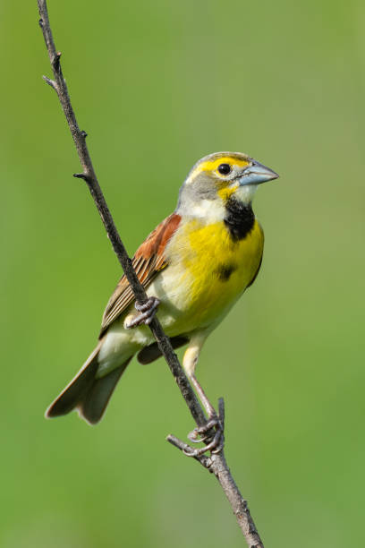 istock Dickcissel, Presson-Oglesby Prairie, Arkansas 1738045999