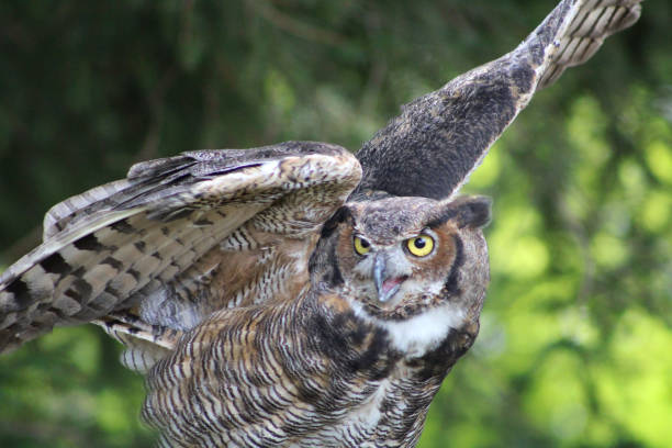 istock Great Horned Owl - Lancaster Ohio USA 1738050833