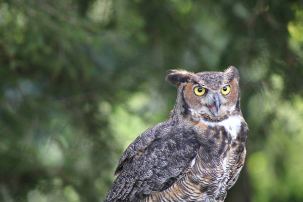 istock Great Horned Owl - Lancaster Ohio USA 1738051341
