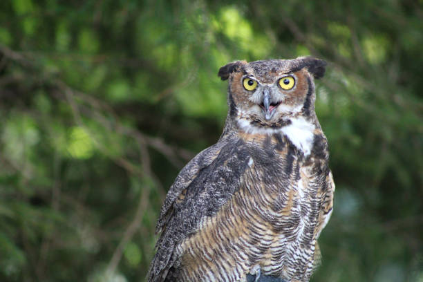 istock Great Horned Owl - Lancaster Ohio USA 1738051343