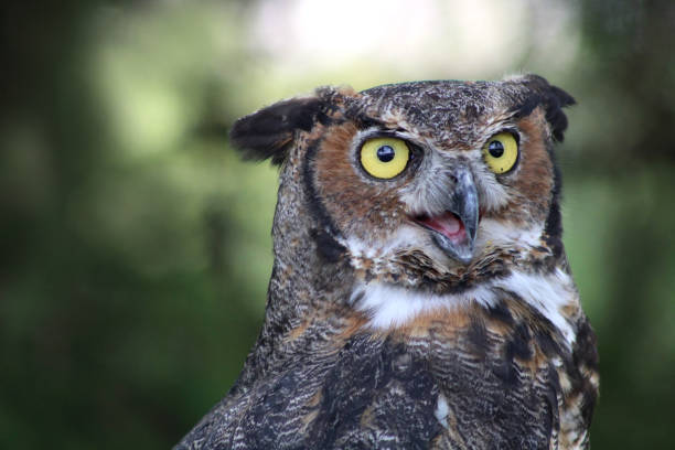 istock Great Horned Owl - Lancaster Ohio USA 1738051857