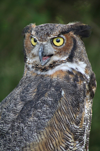 Great Horned Owl - Lancaster Ohio USA