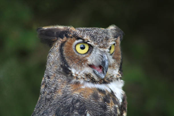 Great Horned Owl - Lancaster Ohio USA