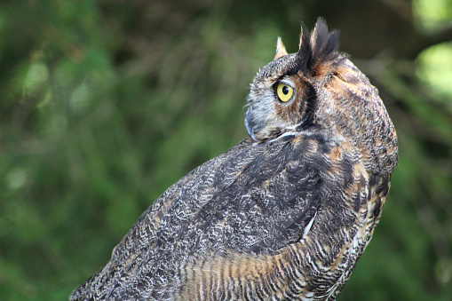 Great Horned Owl - Lancaster Ohio USA