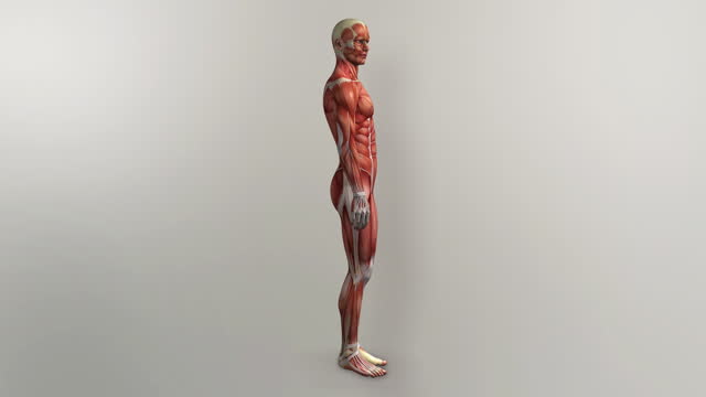 Male Muscles Rotate 360 3D Animation Loop