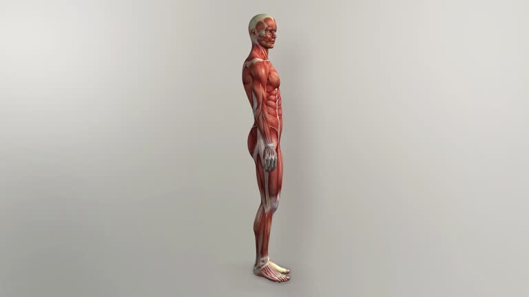 Muscle Loopy 14,000+ Muscle Animation Stock Videos and Royalty-Free Footage - iStock
