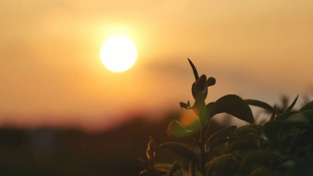 champ de feuilles d’arbre à thé vert jeune bourgeon tendre frais à base de plantes à la ferme le matin d’été. lumière du soleil arbre à thé vert camellia sinensis dans une ferme biologique. gros plan arbre théier nature verte le matin - tea crop plantation tea leaves farmer photos et images de collection