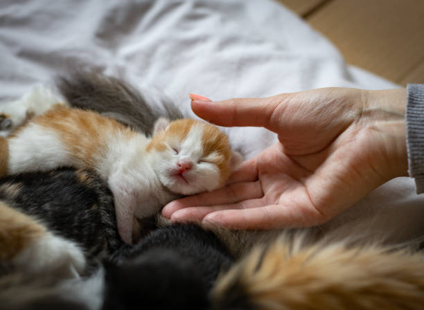 소녀는 침대에서 달콤하게 자고있는 새끼 고양이를 만집니다. - mother newborn animal people behavior 뉴스 사진 이미지