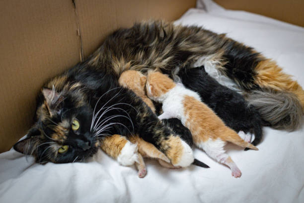 istock Lactating cat newborn kittens in a box. 1738060854