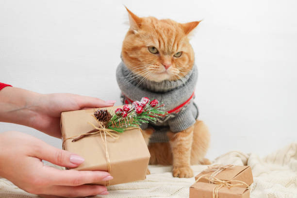 istock Woman's hands with a craft gift and a disgruntled ginger cat. 1738060855