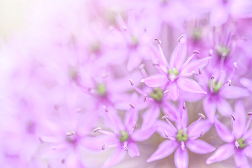 Purple allium flower bloom. Macro close up.