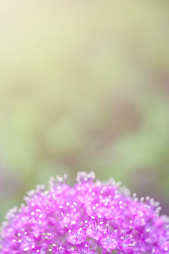 Purple allium flower bloom