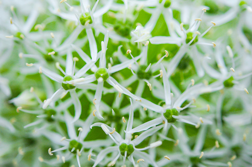 White allium flower bloom