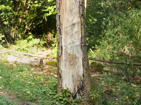 Scratches and damage on a tree caused by a brown bear. The bark is peeled off and a Ursus arctos marked its territory. Tracks of a wild animal in the nature.