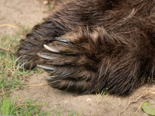 istock Paw with Claws of a Brown Bear 1738066807