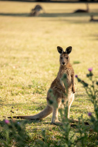istock Australian Wildlife 1738068438