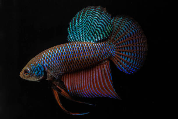 close up, betta smaragdina macho, peixe siamês de luta, betta esmeralda isolada no fundo preto. - siamese fighting fish aquarium fish isolated - fotografias e filmes do acervo