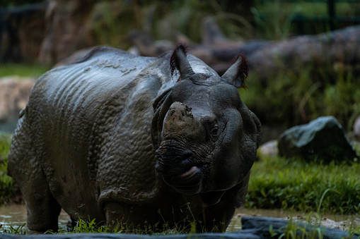 Rare almost extinct Indian Rhinoceros in the Singapore zoo during the night safari tour. Close up portrait image