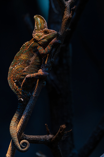 Lizard, dragon, Chameleon, Blue-crested Lizard, Indo-Chinese Forest Lizard. Dark key image with copy space for text