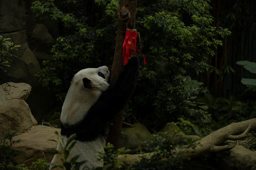 Close up image of panda climbing the tree for the bamboo leaf in Chengdu research base of the Giant Panda breeding, Sichuan, China. Life of endangered animals