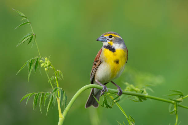 istock Dickcissel, Presson-Oglesby Prairie, Arkansas 1738088773