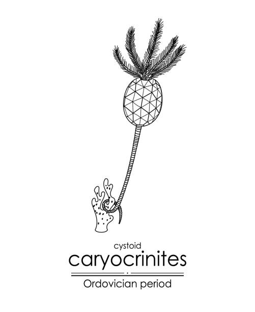ilustraciones, imágenes clip art, dibujos animados e iconos de stock de caryocrinitas cistoides - ordoviciense ilustraciones