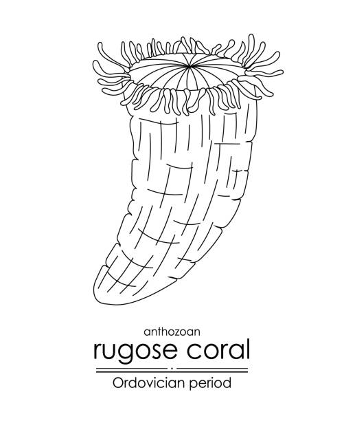 ilustraciones, imágenes clip art, dibujos animados e iconos de stock de coral rugoso - ordoviciense ilustraciones