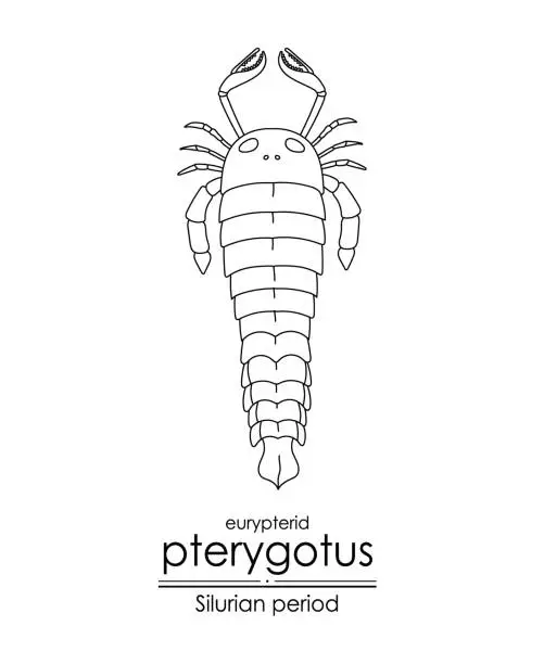 Vector illustration of Pterygotus