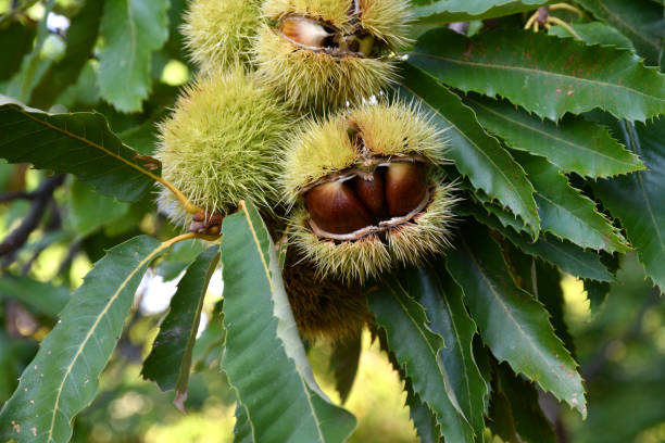 istock Chestnuts in hedgehogs hang from chestnut branches just before harvest, autumn season. Chestnuts forest on the Tuscany mountains. Italy. 1738090393