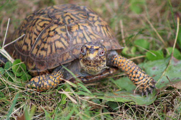 istock North American Turtle in the green grass 1738090741