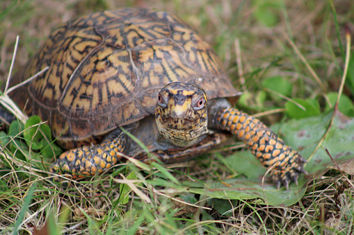 North American Turtle in the green grass