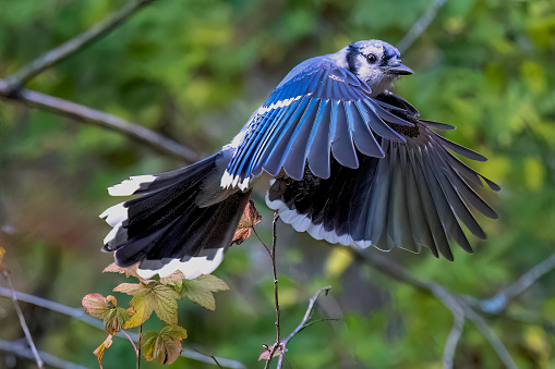 Blue Jay ( Cyanocitta cristata ) in flight