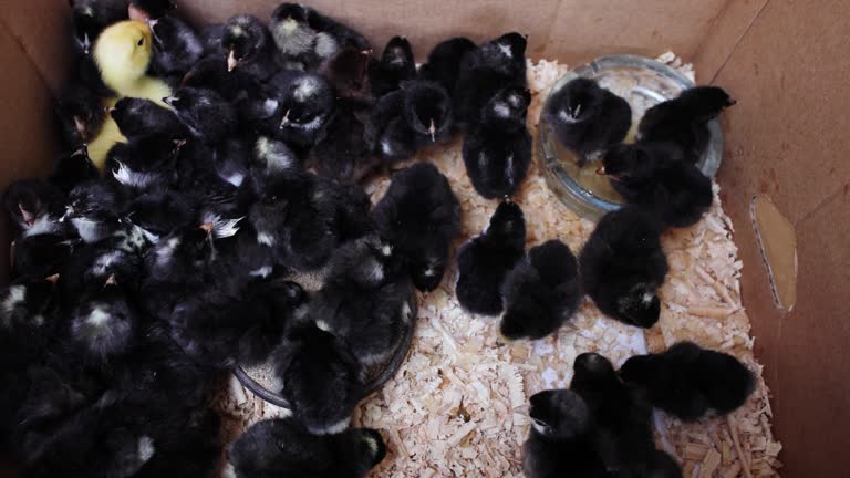 Ornamental black chickens and yellow duck, pecking plant seeds, at the hatchery farm