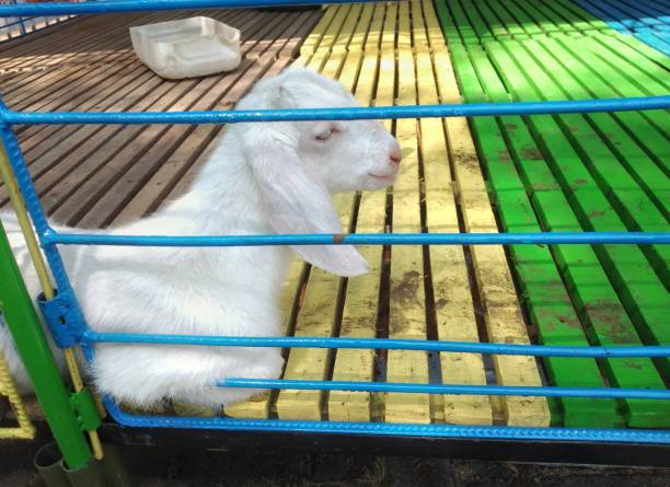 檻の中に横たわる白い子ヤギ。国内のヤギ栽培のコンセプト - sheep fence zoo enclosure ストックフォトと画像