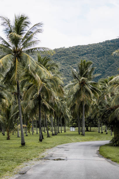 istock Palm Field, Queensland 1738116340
