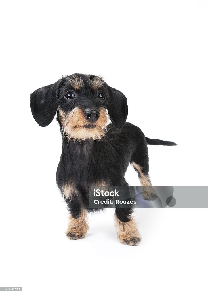 Cachorro isolado - Foto de stock de Amizade royalty-free