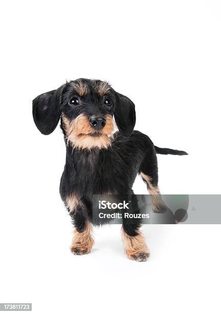 Foto de Cachorro Isolado e mais fotos de stock de Amizade - Amizade, Animal, Animal de estimação