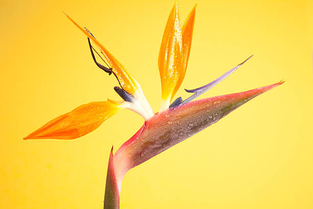 Orange-blooming Bird of Paradise (Strelitzia reginae) in HawaiiSee our view of the Hawaiian islands in this lightbox: