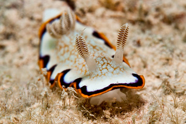 Nudibranch - Chromodoris obsoleta stock photo