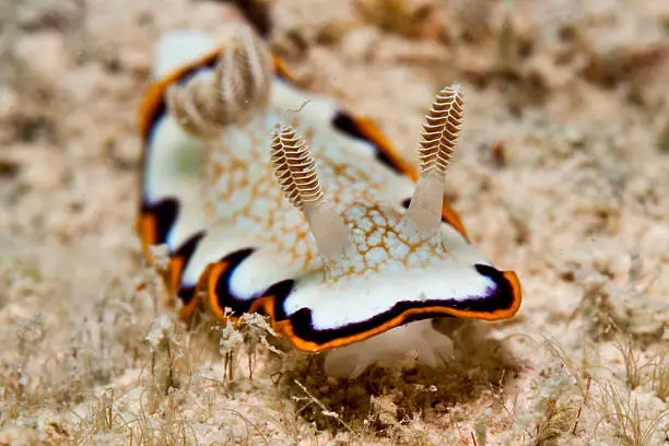 A beautiful nudibranch shot with shallow depth of field.  These beautiful creatures are commonly known as sea slugs and inhabit oceans world wide.  This one was taken in the Arabian Gulf off UAE.