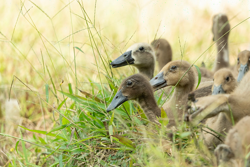 Ducklings are young ducks. They're known for their cute appearance and are often seen following their mother in a line, which is called a duckling train.
